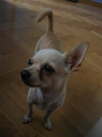 Mishko =)  - foto