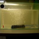 Moj 5l akvarij za gojenje solinskih rakcov!