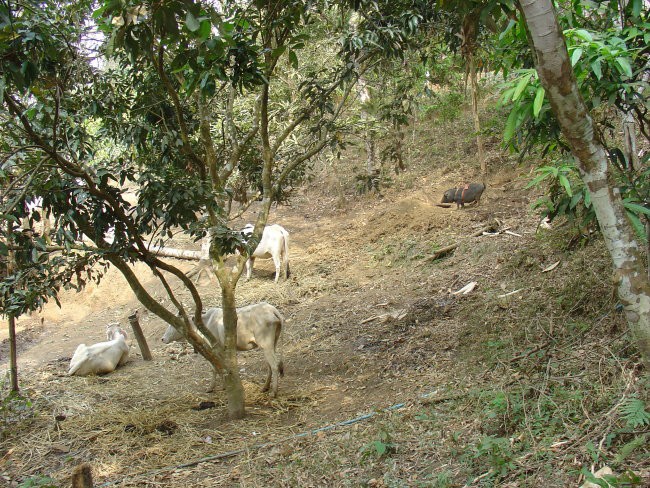 2day trekking Chiang Mai  - foto povečava