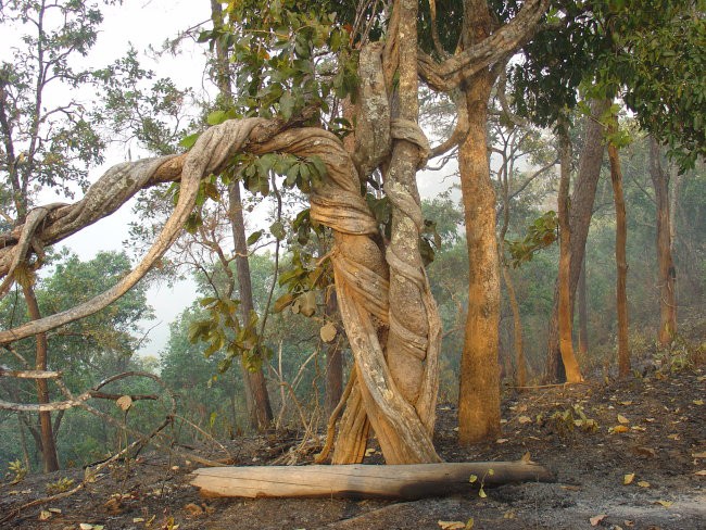 2day trekking Chiang Mai #2 - foto povečava