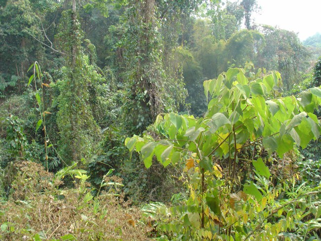 2day trekking Chiang Mai #2 - foto povečava