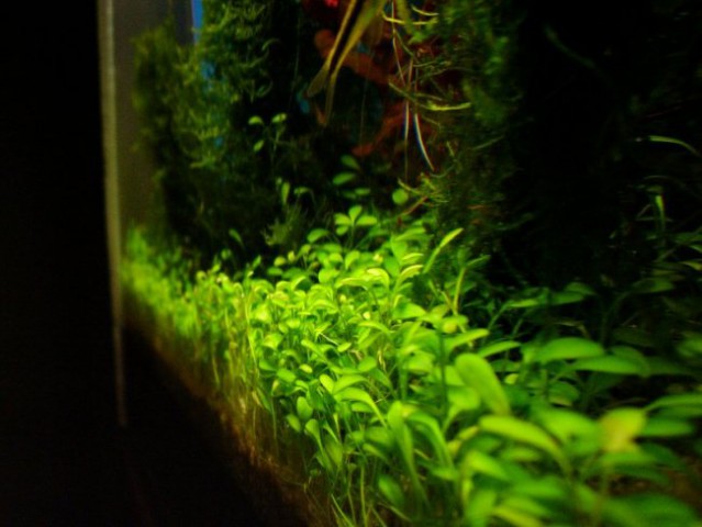 Aquarium - foto
