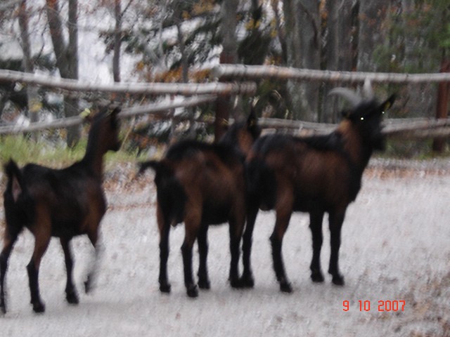 Na poti smo srečali 3 prijazne koze:)))