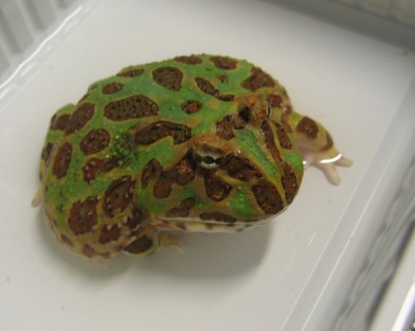 Ceratophrys cranwelli - Horned frog