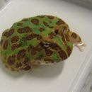 Ceratophrys cranwelli - Horned frog