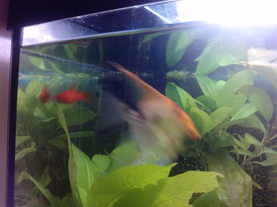 Ribe v akvariju - foto povečava