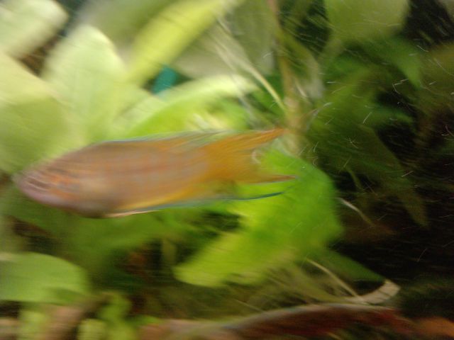 Ribe v akvariju - foto
