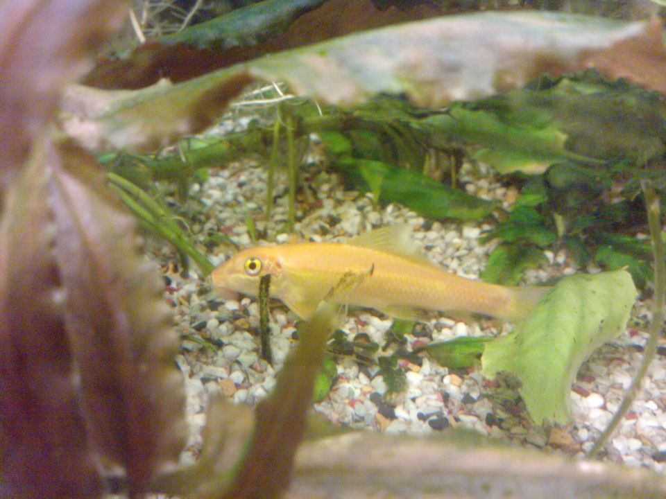 Ribe v akvariju - foto povečava