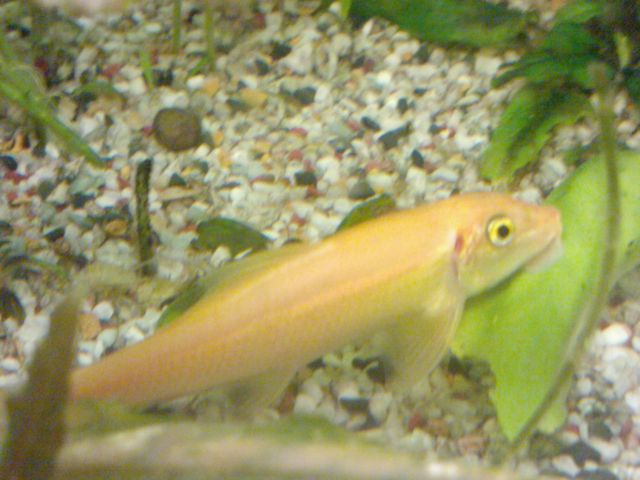 Ribe v akvariju - foto