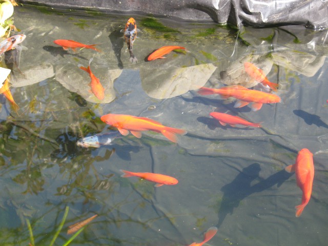 Okrasne ribe v ribnikih