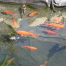 Okrasne ribe v ribnikih