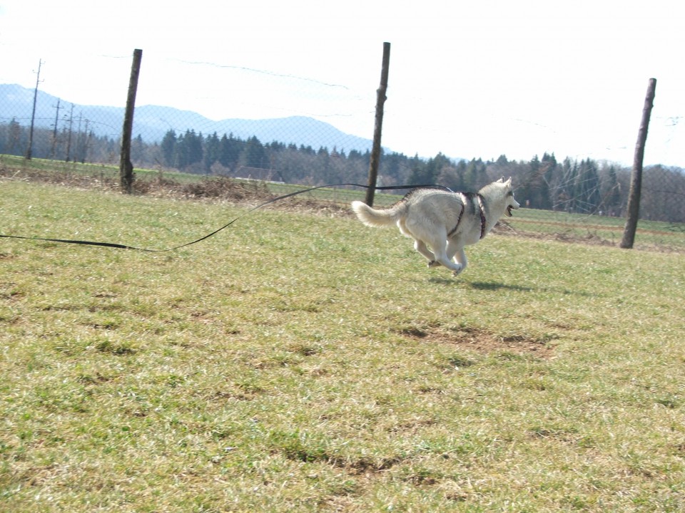 Luongo in Alba :-) - foto povečava