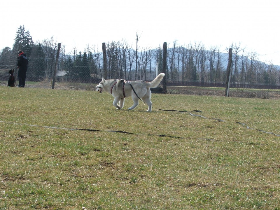 Luongo in Alba :-) - foto povečava