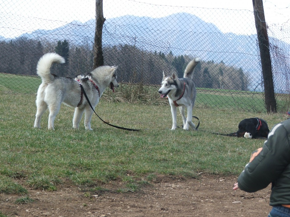 Luongo in Alba :-) - foto povečava