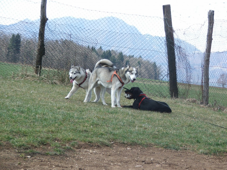 Luongo in Alba :-) - foto povečava