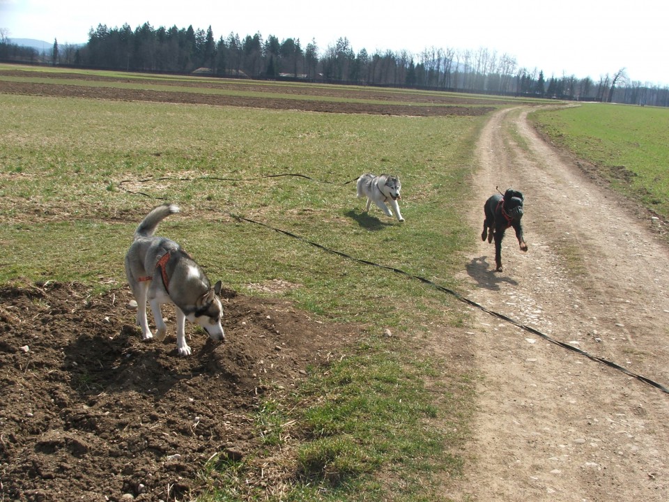Luongo in Alba :-) - foto povečava