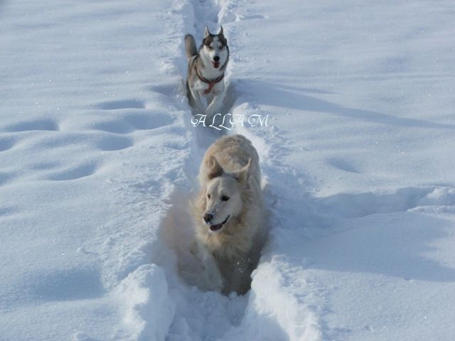 ZIMSKA DIRKANJA 2010 - foto povečava