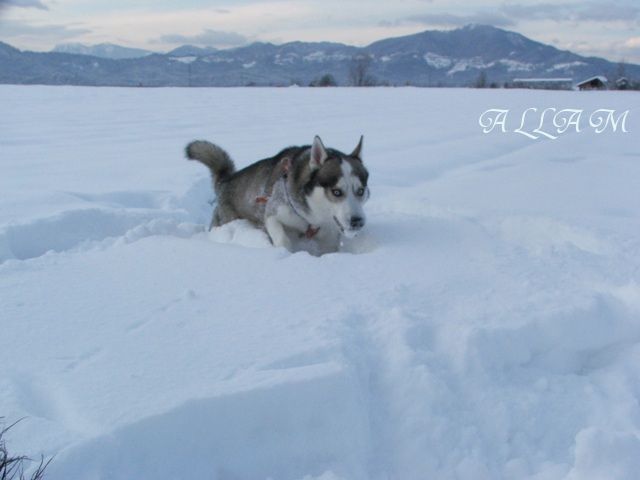 ZIMSKA DIRKANJA 2010 - foto