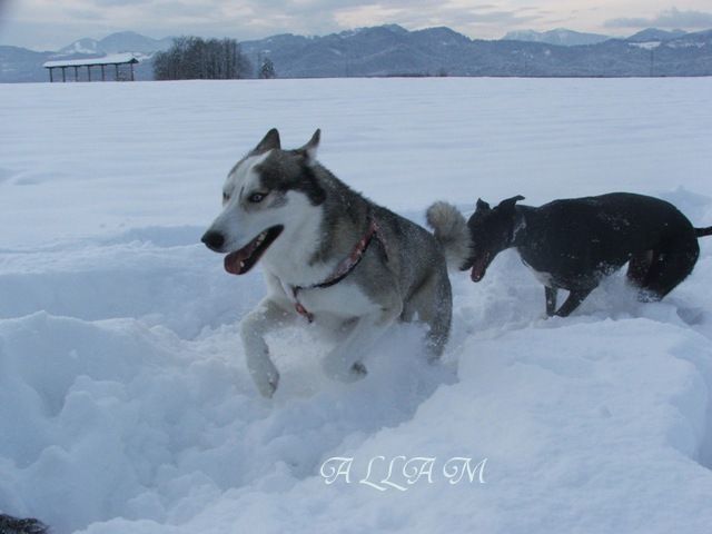 ZIMSKA DIRKANJA 2010 - foto