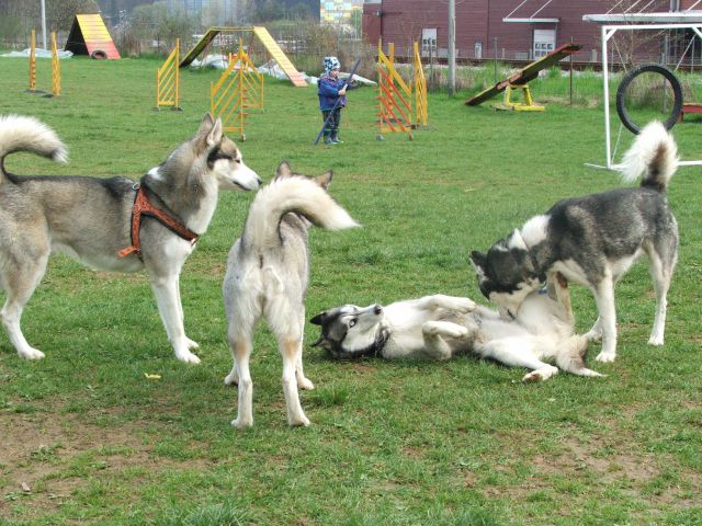 Husky druženje - foto