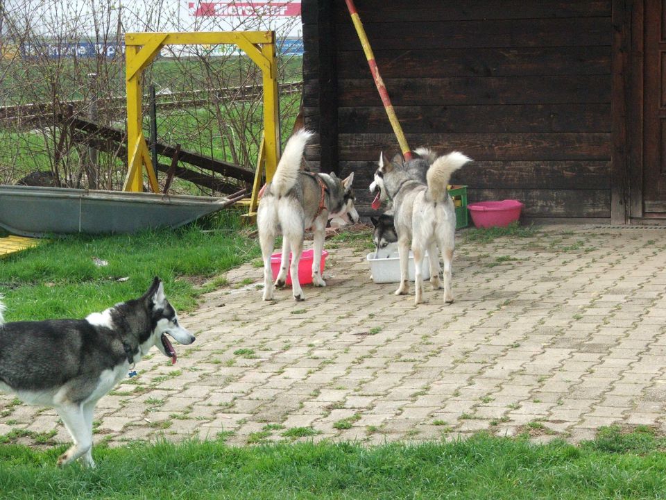 Husky druženje - foto povečava