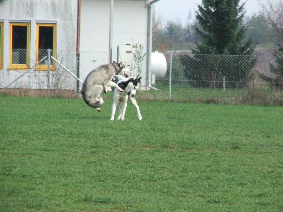 Husky druženje - foto povečava