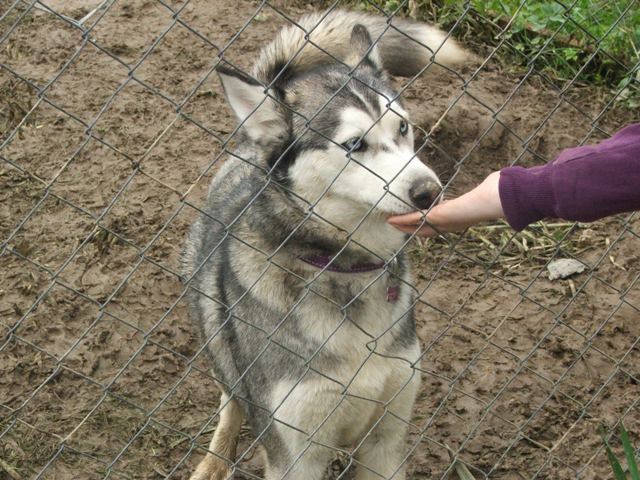 Husky meeting Griže 2010 - foto povečava