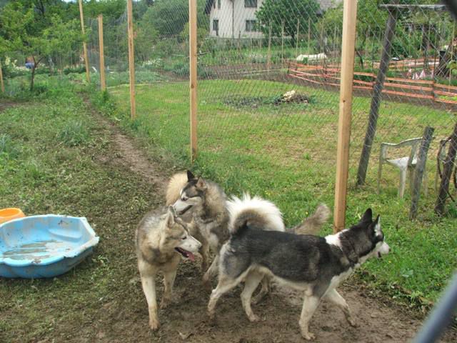 Husky meeting Griže 2010 - foto