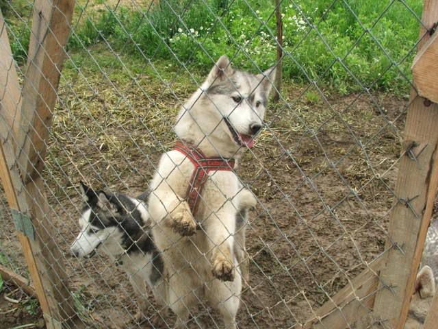 Husky meeting Griže 2010 - foto