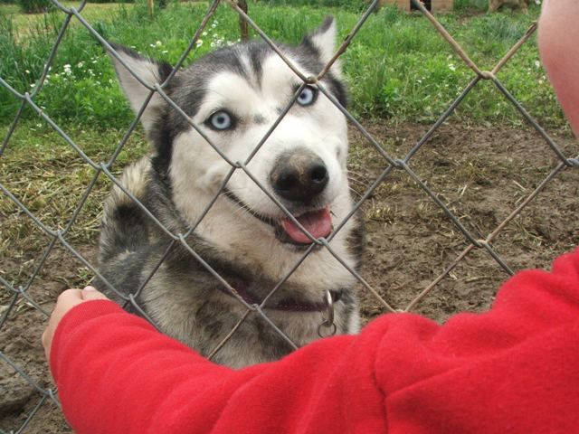 Husky meeting Griže 2010 - foto