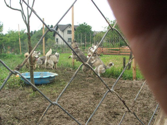 Husky meeting Griže 2010 - foto