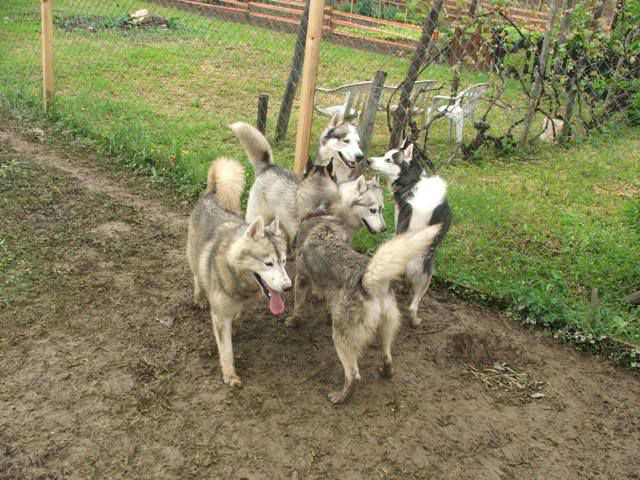 Husky meeting Griže 2010 - foto povečava