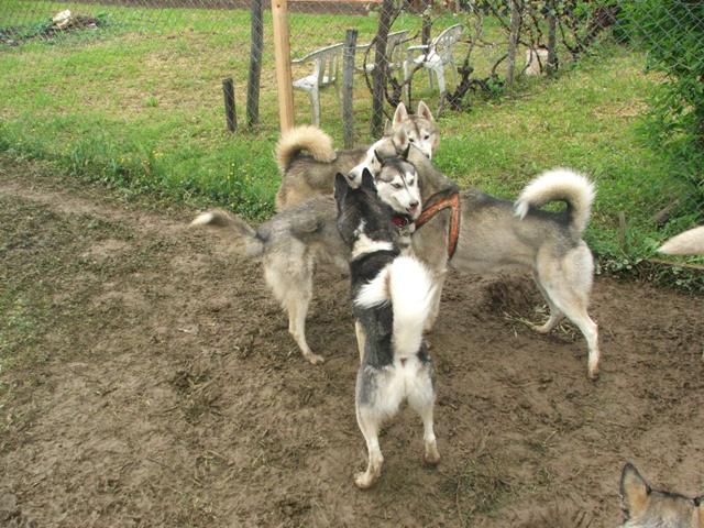 Husky meeting Griže 2010 - foto