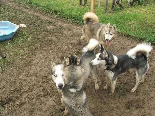 Husky meeting Griže 2010 - foto povečava