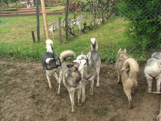 Husky meeting Griže 2010 - foto povečava