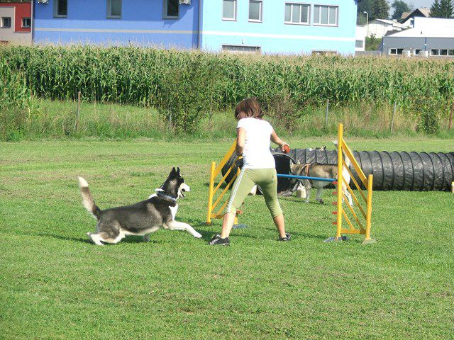 Husky miting 22.08.2010 - foto povečava