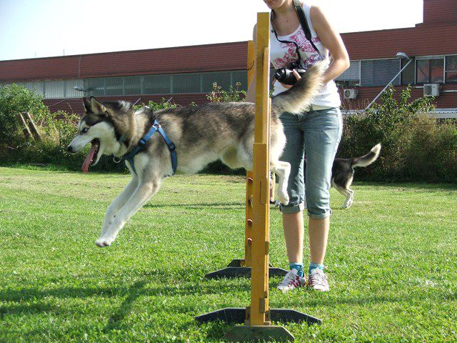 Husky miting 22.08.2010 - foto