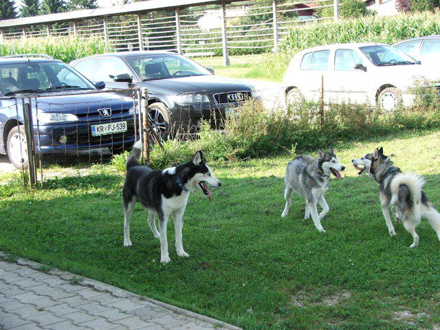 Husky miting 22.08.2010 - foto