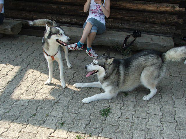 Husky miting 22.08.2010 - foto povečava