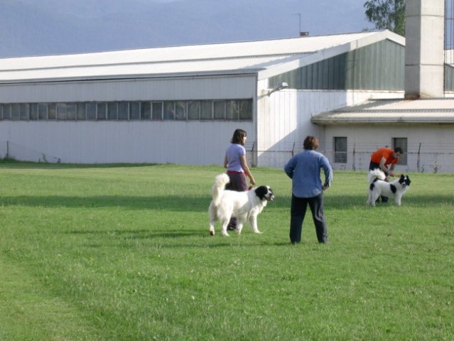 šema šola - foto