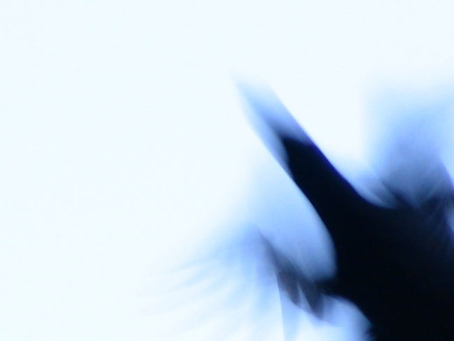 Divji petelin - foto povečava