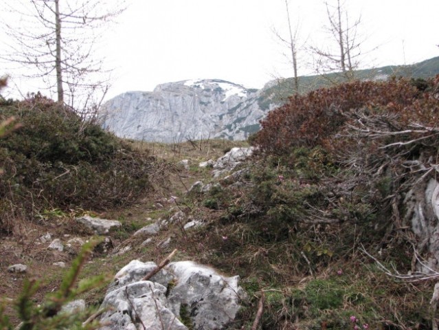 Ruševec - foto