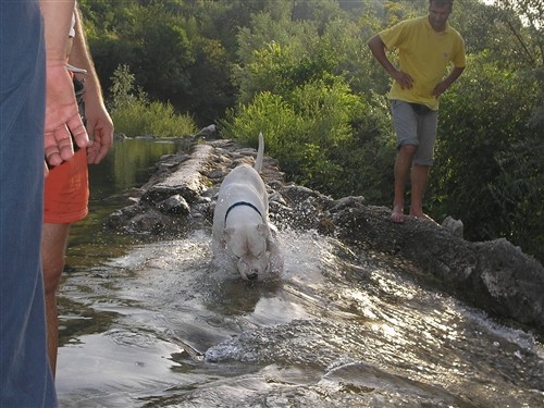 BASS I VASCO - foto povečava