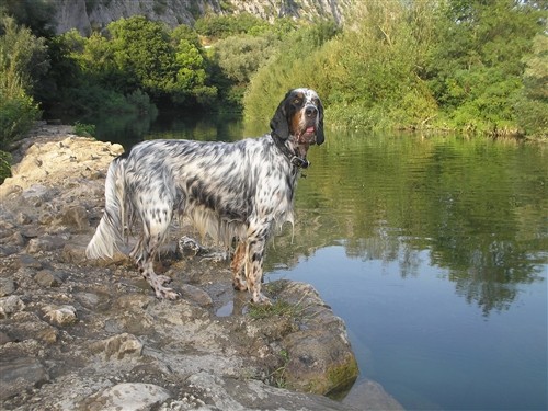 BASS I VASCO - foto povečava