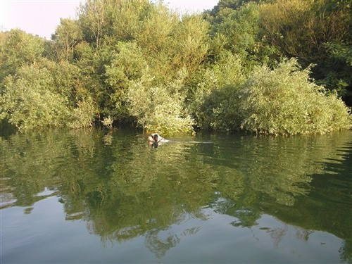 BASS I VASCO - foto povečava