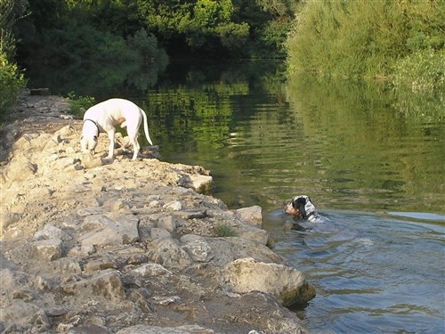 BASS I VASCO - foto povečava