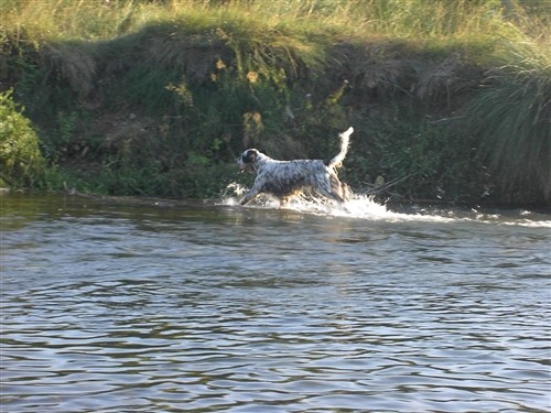 BASS I VASCO - foto povečava