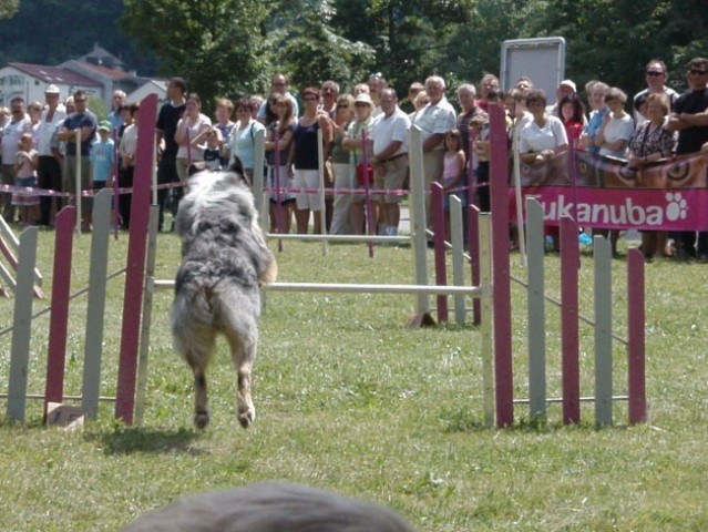 Agility Postojna - foto