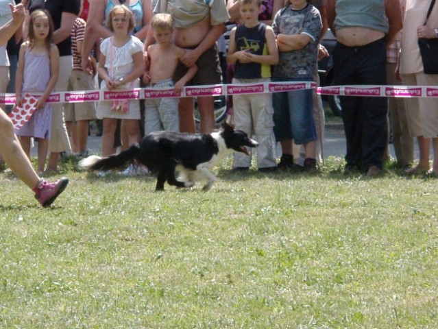 Agility Postojna - foto