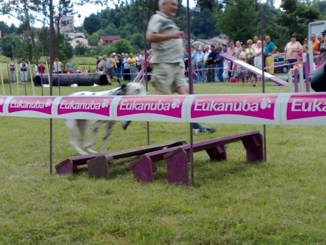 Agility Postojna - foto povečava